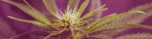 Read more about the article Vertical Farming: Die Hanfpflanze im perfekten Licht